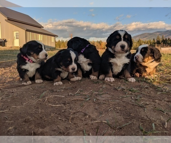 Medium Photo #3 Bernese Mountain Dog Puppy For Sale in BONNERS FERRY, ID, USA