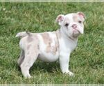 Small #1 Bulldog