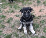 Puppy Velma German Shepherd Dog