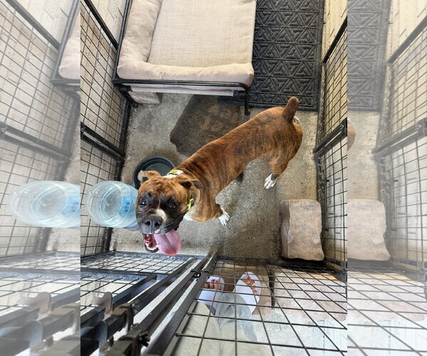 Medium Photo #4 Boxer Puppy For Sale in  Katy, TX, USA
