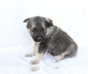 Norwegian Elkhound Puppy for sale in SHILOH, OH, USA