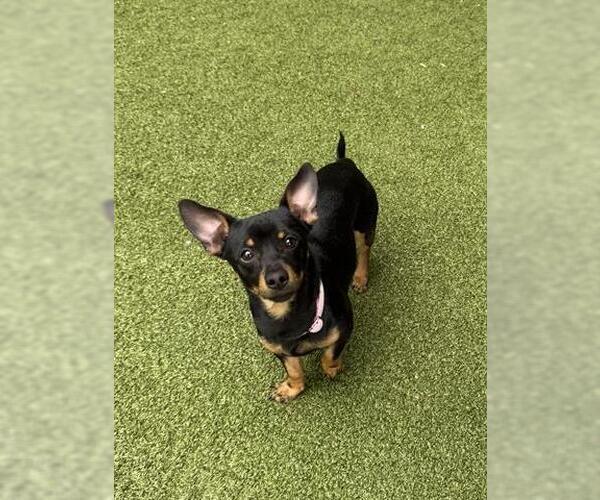 Medium Photo #2 Chihuahua Puppy For Sale in San Martin, CA, USA