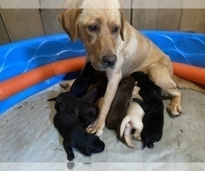 Mother of the Labrador Retriever puppies born on 07/09/2022