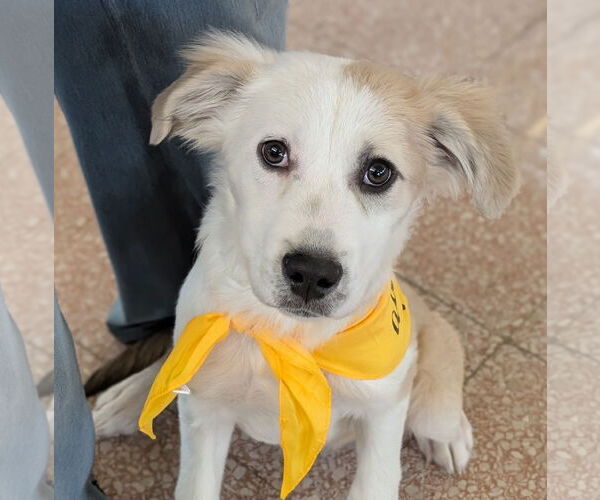 Medium Photo #3 Labrador Retriever-Unknown Mix Puppy For Sale in Brooklyn Center, MN, USA