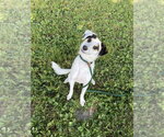 Small #4 Australian Shepherd Mix