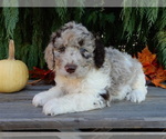 Small #3 Labradoodle