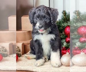 Aussiedoodle Miniature  Puppy for sale in GEORGETOWN, TX, USA
