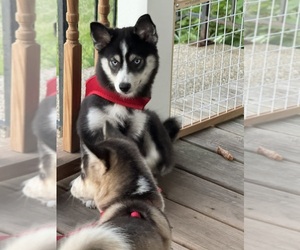 Pomsky Dogs for adoption in SAINT PAUL, MN, USA