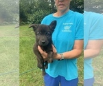 Small Photo #3 German Shepherd Dog Puppy For Sale in STATESBORO, GA, USA