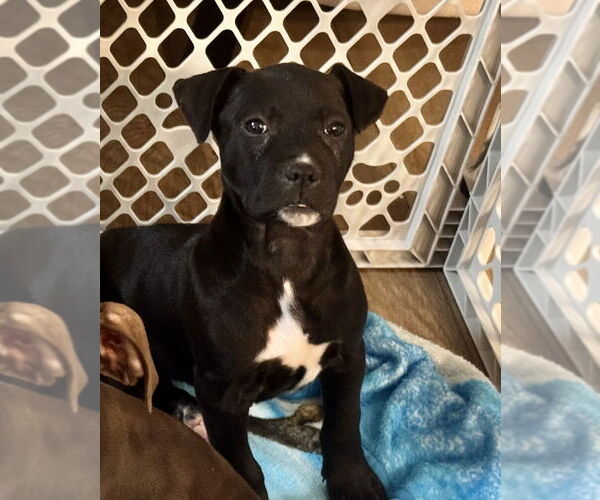 Medium Photo #4 Mutt Puppy For Sale in Mooresville, NC, USA