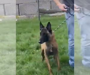 Mutt Dogs for adoption in Imlay City, MI, USA