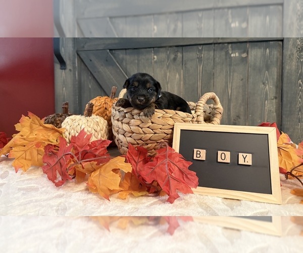 Medium Photo #3 Yorkshire Terrier Puppy For Sale in ENOREE, SC, USA