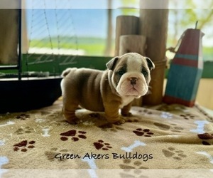 English Bulldog Puppy for sale in OOLOGAH, OK, USA