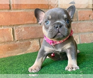 French Bulldog Puppy for sale in BOSTON, MA, USA