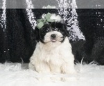 Puppy Kyler F1 Morkie