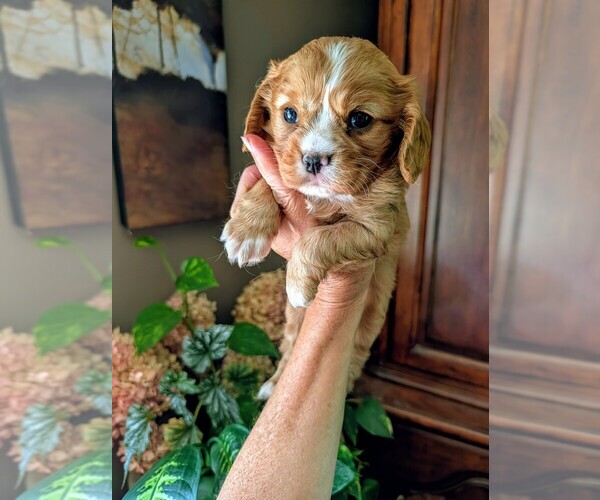 Medium Photo #1 Cavalier King Charles Spaniel Puppy For Sale in CENTURIA, WI, USA
