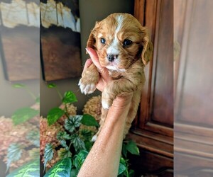 Cavalier King Charles Spaniel Puppy for sale in CENTURIA, WI, USA