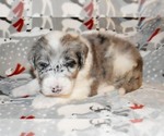 Small Photo #14 Sheepadoodle Puppy For Sale in ASPERMONT, TX, USA