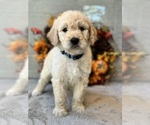 Puppy Dune Blue Goldendoodle