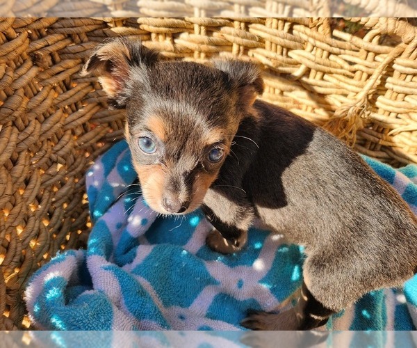 Medium Photo #11 Chihuahua Puppy For Sale in MARIETTA, GA, USA