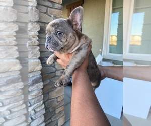 French Bulldog Puppy for sale in ROCKLIN, CA, USA