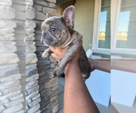 Small Photo #1 French Bulldog Puppy For Sale in ROCKLIN, CA, USA