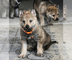 Small Photo #2 Czech Wolfdog-Wolf Hybrid Mix Puppy For Sale in Darova, Timis, Romainia