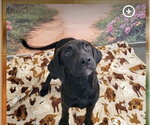 Dahlia - Female Labrador Retriever-Retriever  Mix Dog for Adoption - Small photo