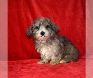 YorkiePoo Puppy for sale in BARNESVILLE, KS, USA