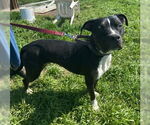 Small #5 American Pit Bull Terrier Mix