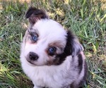Small #1 Miniature Australian Shepherd