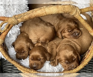Irish Setter Puppy for sale in SHEDD, OR, USA