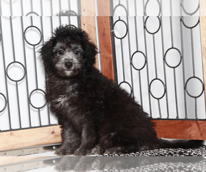 Aussiedoodle Miniature  Puppy for sale in NAPLES, FL, USA