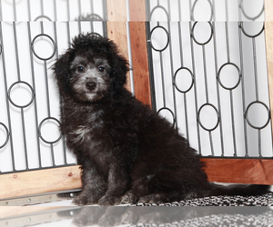 Aussiedoodle Miniature Puppy for sale in NAPLES, FL, USA