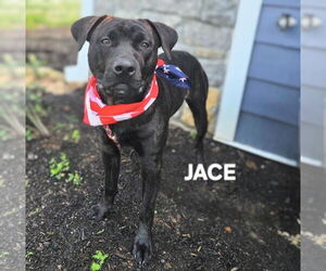 American Staffordshire Terrier-Unknown Mix Dogs for adoption in Maryville, TN, USA