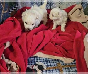 Maltese Puppy for sale in CORNERSVILLE, TN, USA