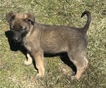 Puppy Puppy 3 Belgian Malinois