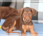 Ivy (Briar's Litter) - Female Doberman Pinscher-Unknown Mix Dog for Adoption - Small photo