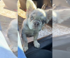 Father of the French Bulldog puppies born on 04/21/2026