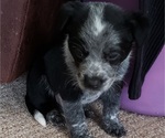 Small Photo #5 Australian Cattle Dog Puppy For Sale in LEITCHFIELD, KY, USA