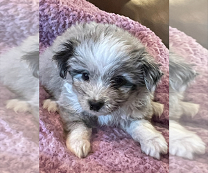 Miniature Australian Shepherd-Poodle (Toy) Mix Puppy for sale in MENDENHALL, MS, USA