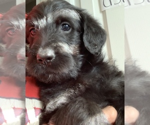 Labradoodle Puppy for sale in RALEIGH, NC, USA