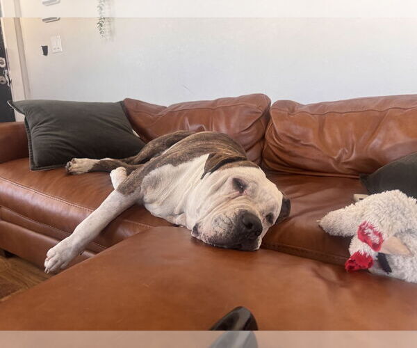 Medium Photo #2 American Bulldog Puppy For Sale in Chandler, AZ, USA