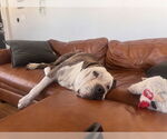 Small #1 American Bulldog