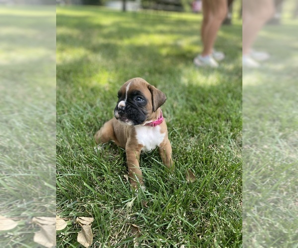Medium Photo #6 Boxer Puppy For Sale in WHITEWATER, KS, USA