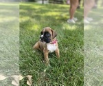 Small Photo #6 Boxer Puppy For Sale in WHITEWATER, KS, USA