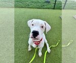 Small Photo #10 Dogo Argentino Puppy For Sale in Uwchlan, PA, USA