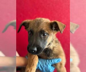 Mutt Dogs for adoption in Visalia, CA, USA