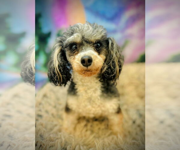 Medium Photo #3 Poodle (Toy) Puppy For Sale in Pacolet, SC, USA