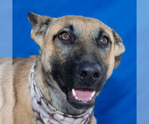 German Shepherd Dog-Unknown Mix Dogs for adoption in Pasadena, CA, USA